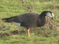 Barnacle Goose x Greater White-fronted Goose hybrid